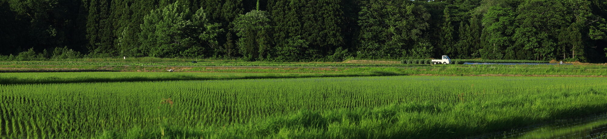 現物コメ指数®とは